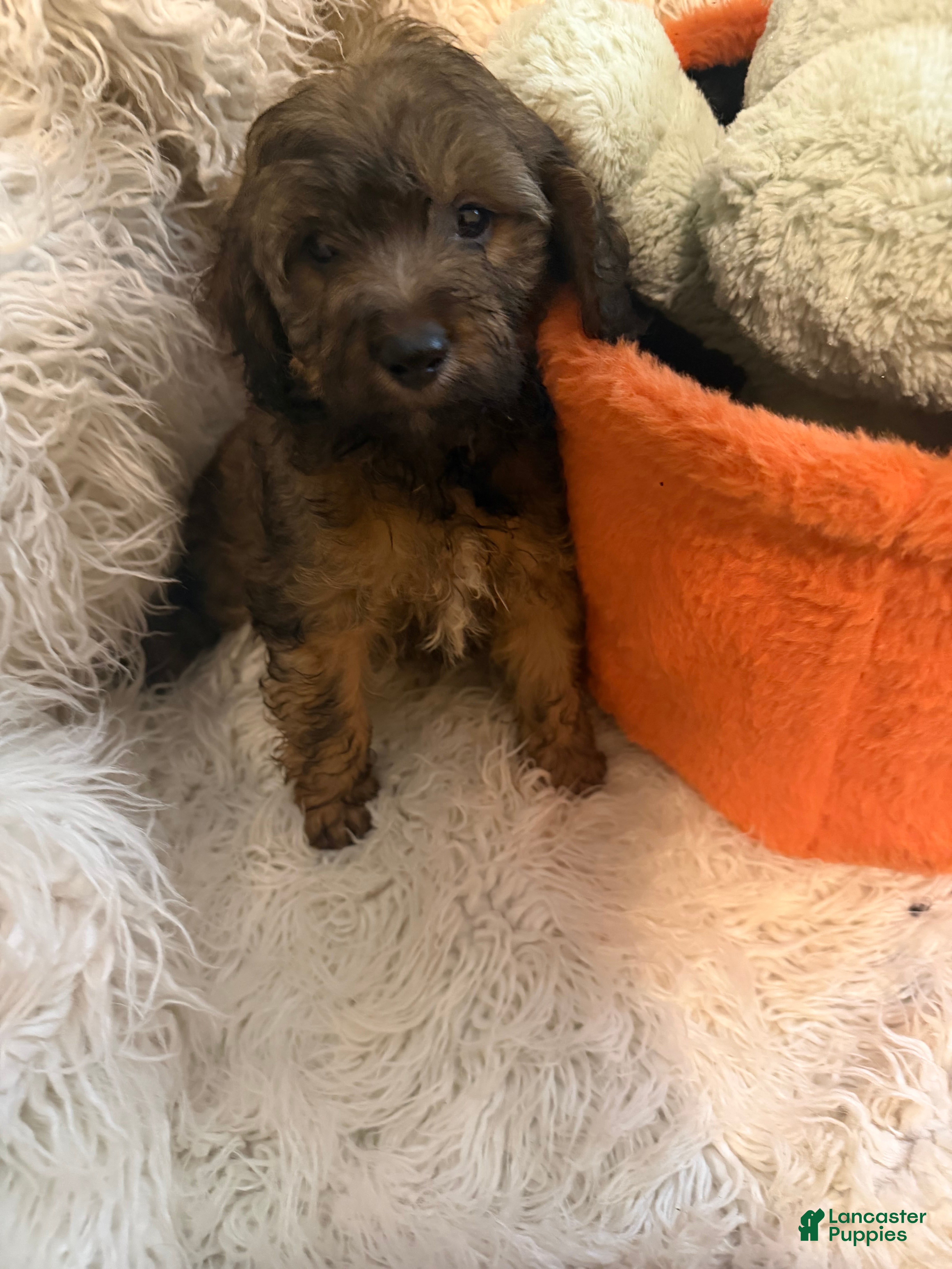 Lhasapoo dogs Lauren - Ad 2