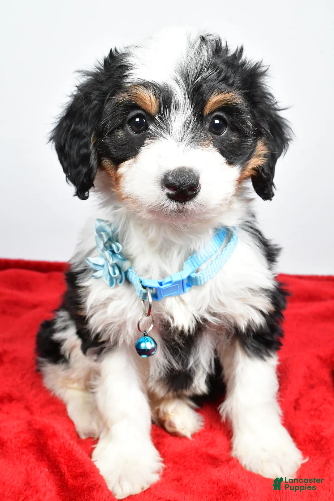 Mini Aussiedoodle dogs for sale: Gabby - Ad 4