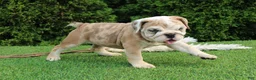 English Bulldog dogs for sale: Daisy - Ad 4