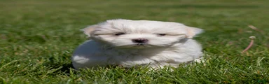 Malcom Maltese Puppy 