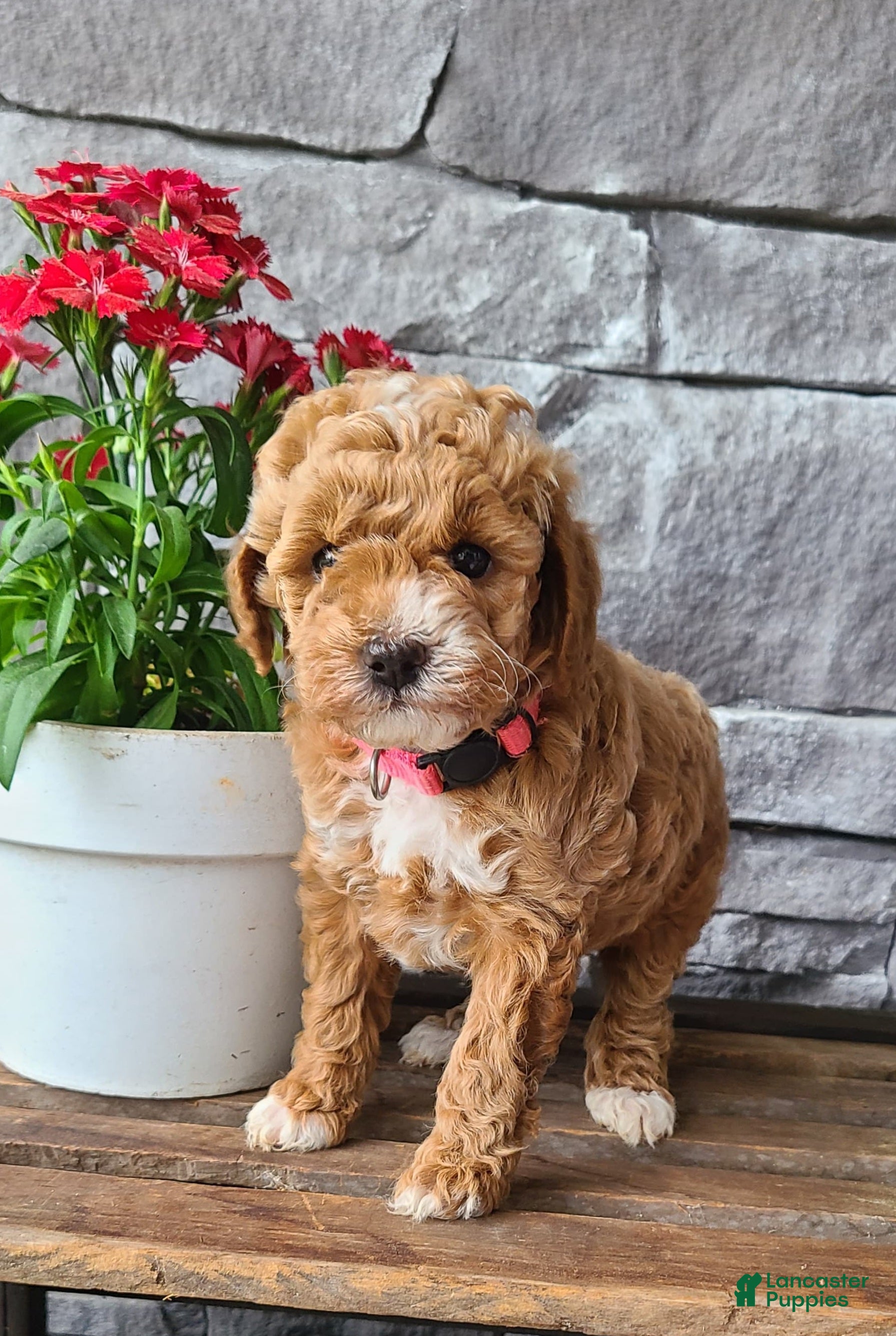 Cockapoo dogs for sale: Lacy - Ad 2