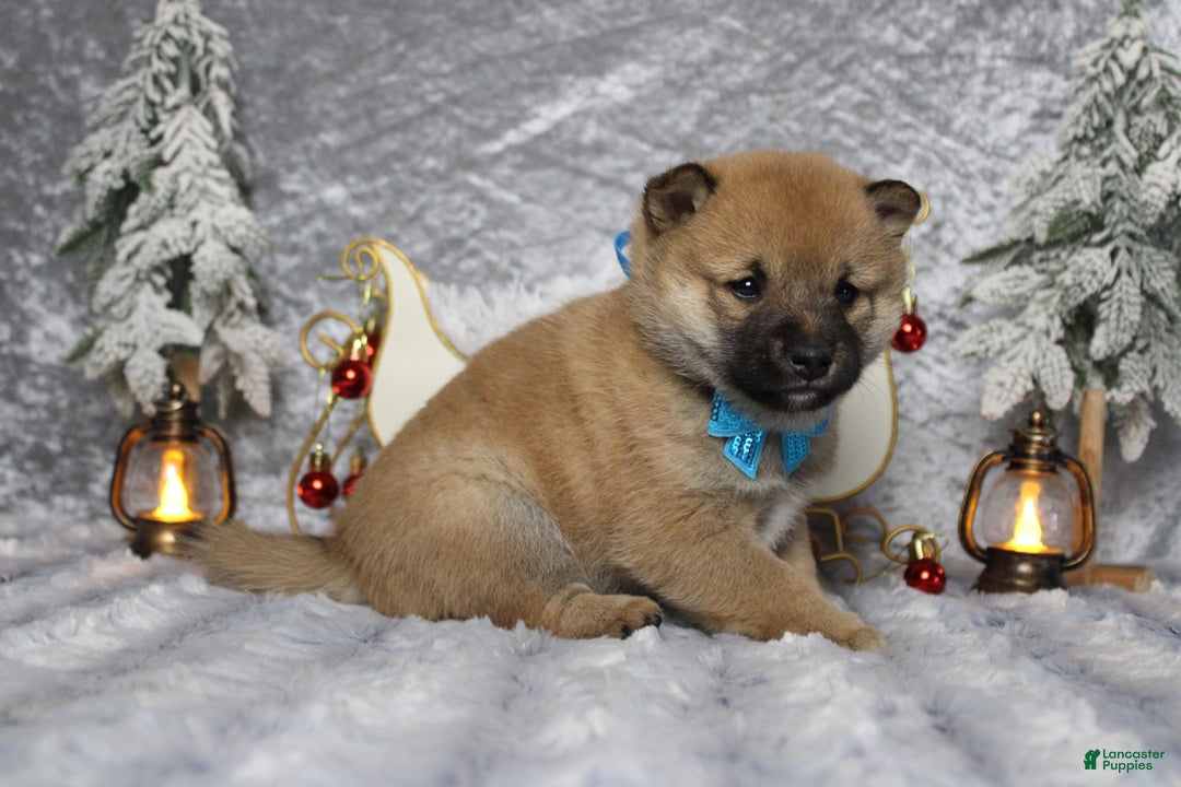 Shiba Inu dogs for sale: Whiskey - Ad 9