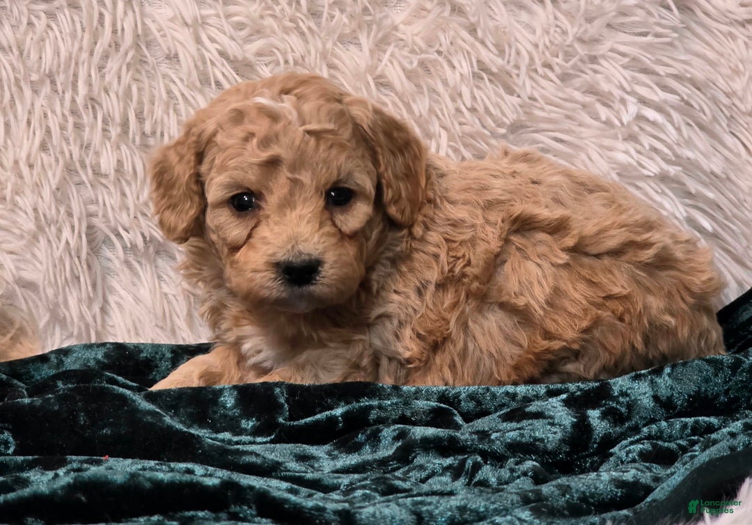 Mini Goldendoodle dogs for sale: Fluffy - Ad 1