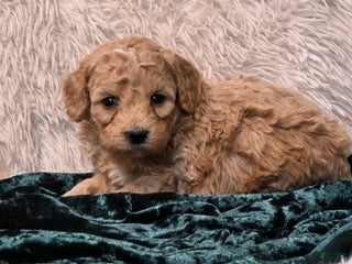 Mini Goldendoodle dogs Fluffy - Ad 26