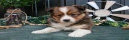 Mixed Breed dogs for sale: Florence - Ad 2