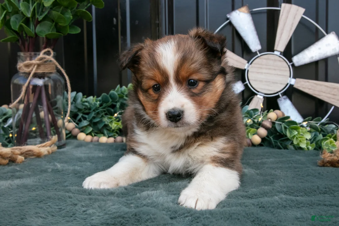 Mixed Breed dogs for sale: Florence - Ad 2