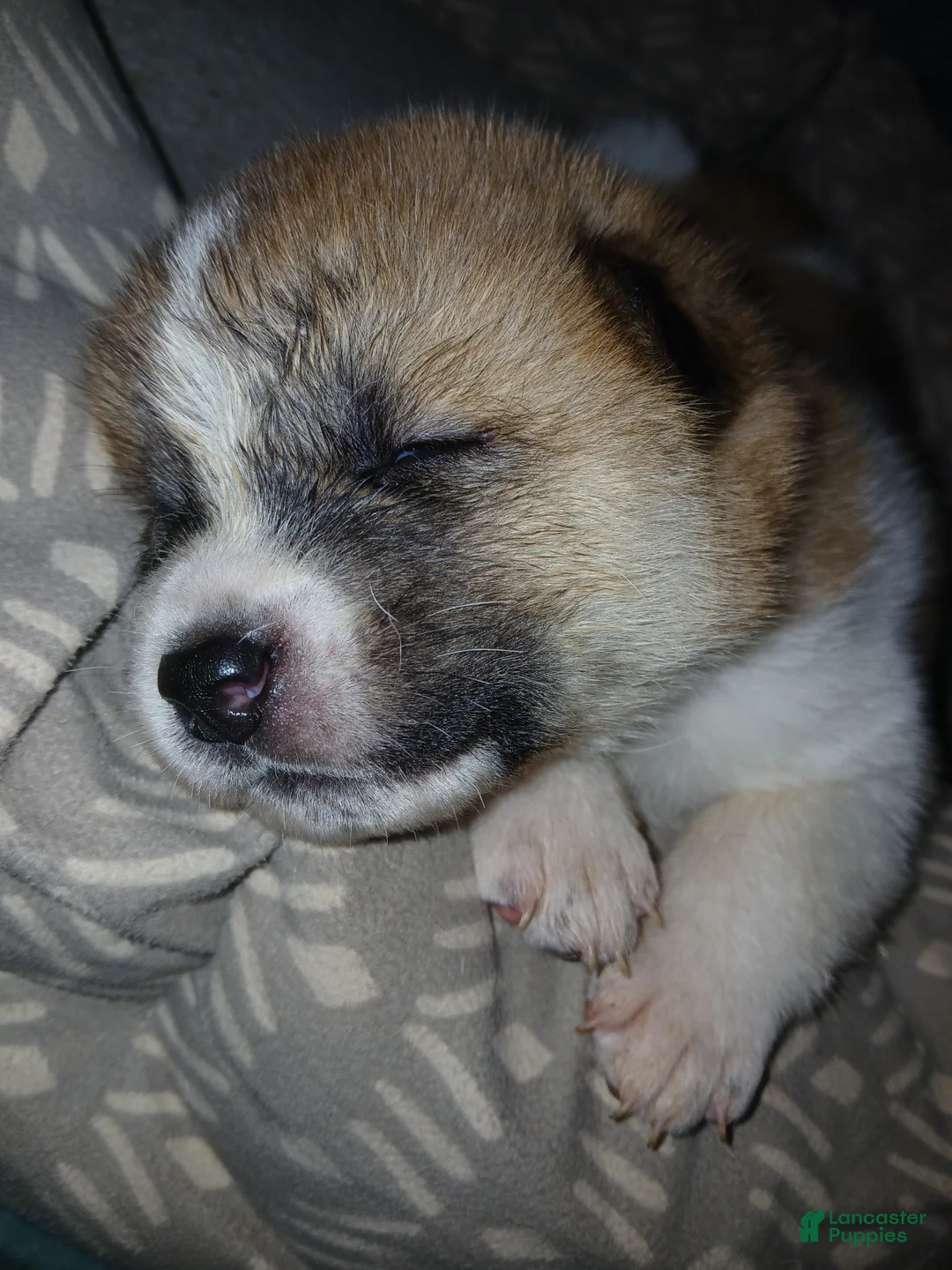 Akita dogs for sale: Timber - Ad 1
