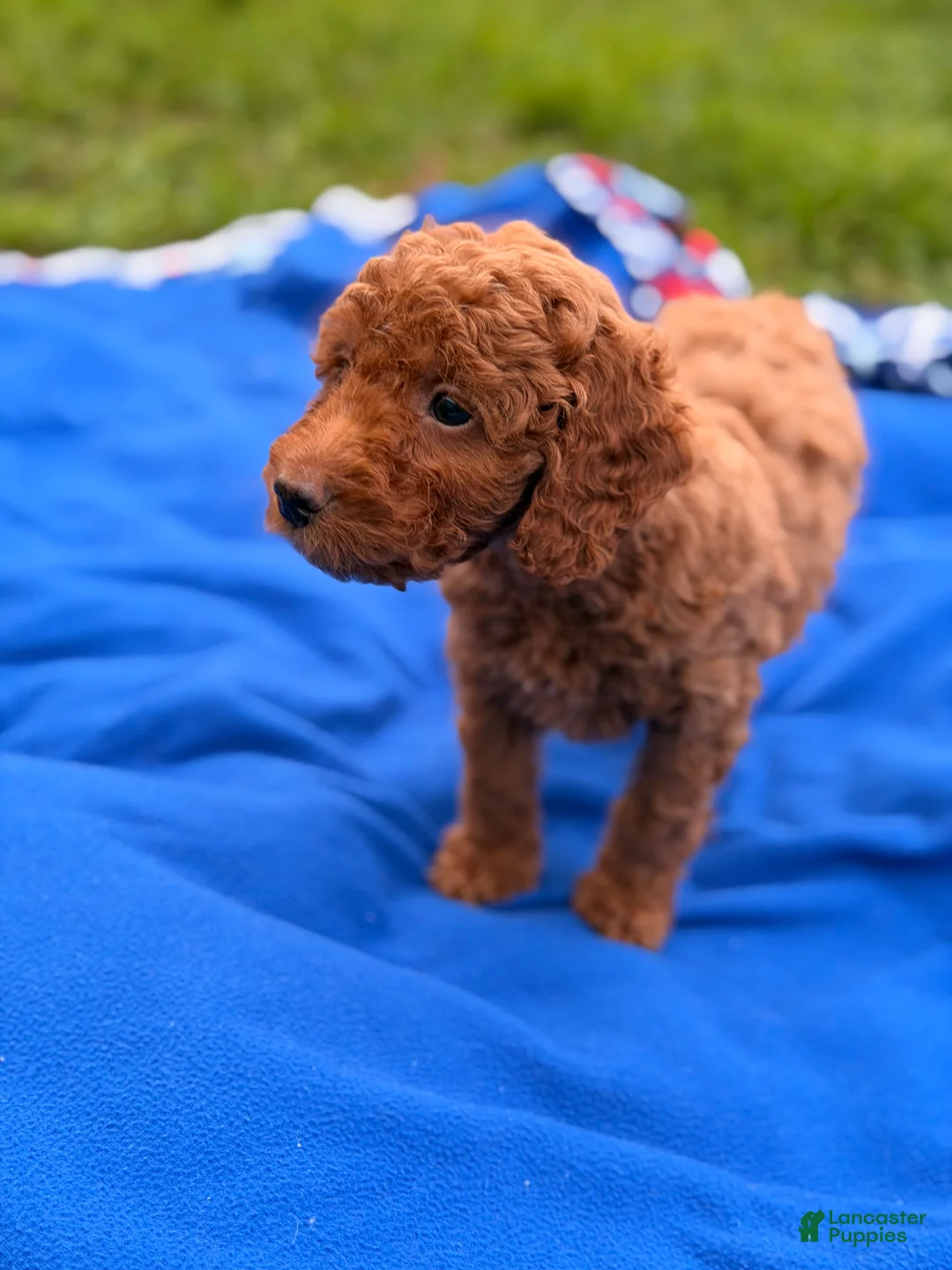 Mini Goldendoodle dogs for sale: Dasher - Ad 4