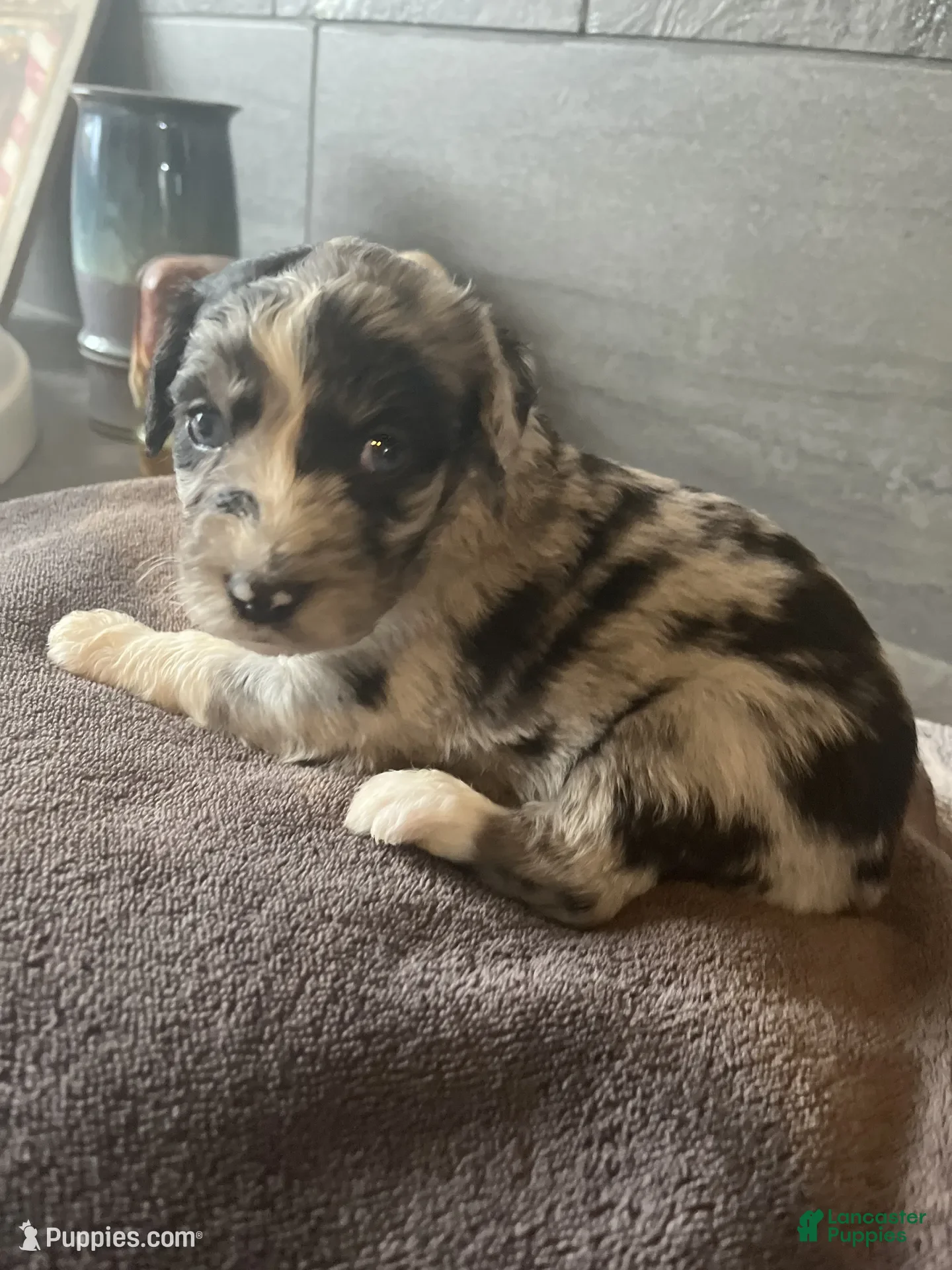 Aussiedoodle dogs for sale: Lolo - Ad 1