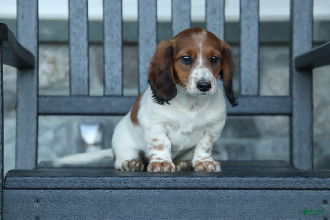 Miniature Dachshund dogs for sale: Autumn - Ad 1