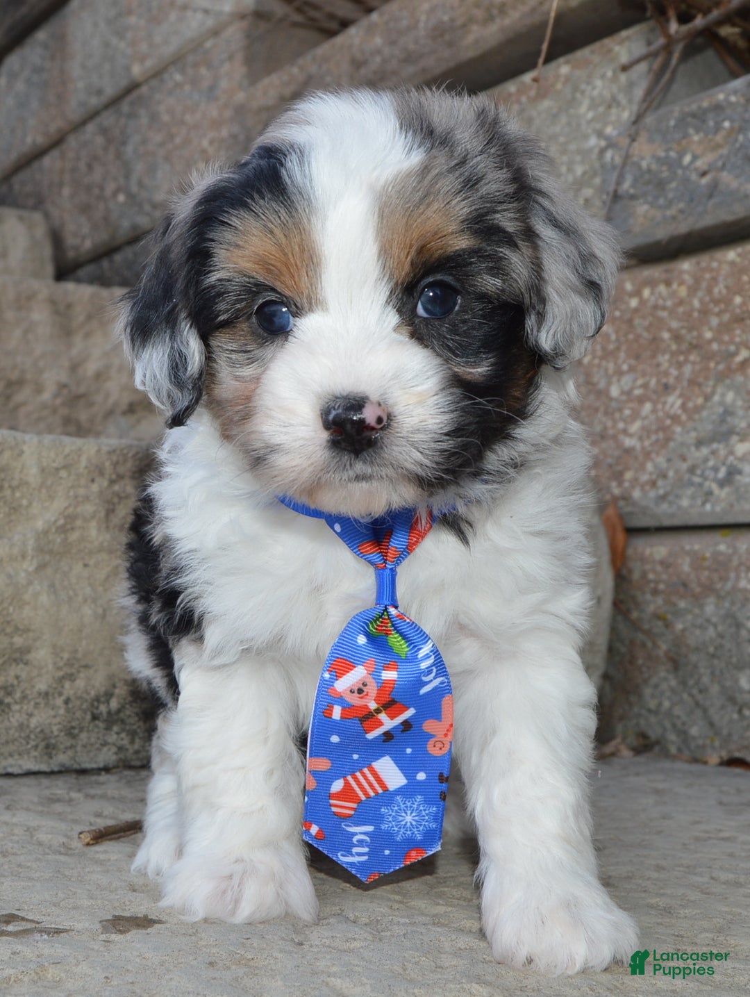 Mini Aussiedoodle dogs for sale: Toy Ace - Ad 4