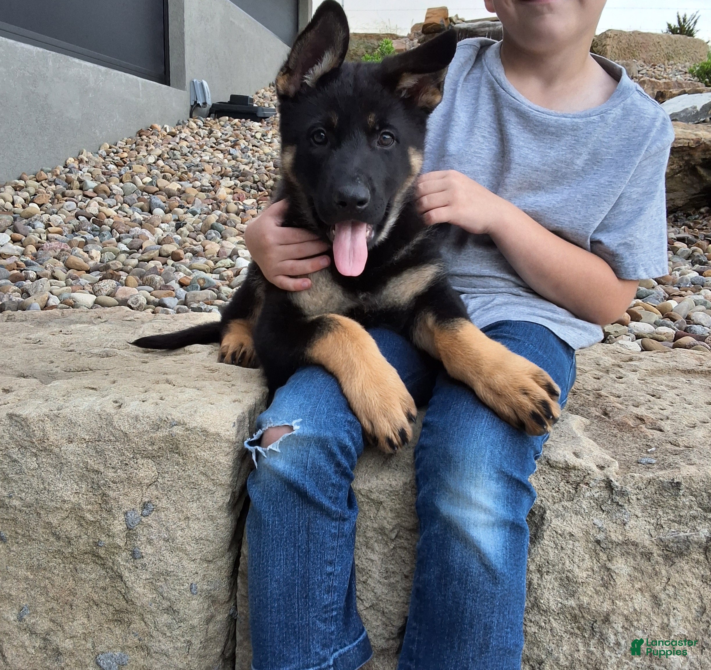 German Shepherd dogs Phoebe  - Ad 1