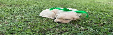 Golden Retriever 3