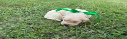 Golden Retriever dogs for sale: Golden Retriever 3 - Ad 1