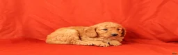 Mini Goldendoodle dogs for sale: Hector - Ad 3