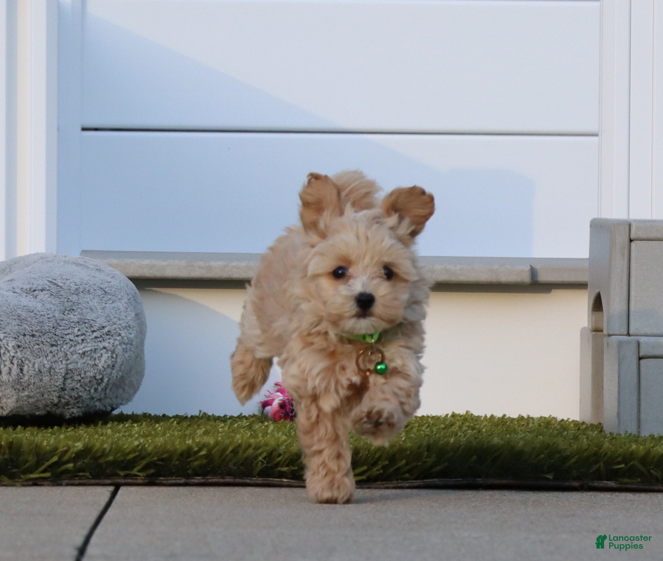 Havapoo dogs Pearl 🌷 Toy/Miniature - Ad 1