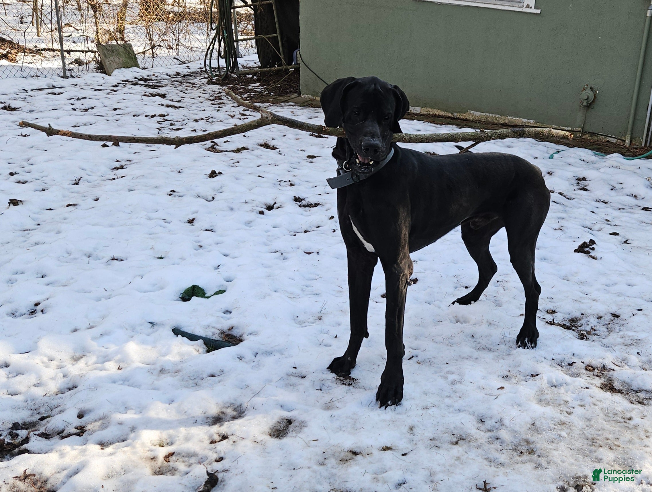 Great Dane dogs for sale: Great Dane 1 - Ad 2