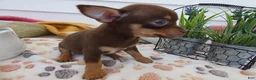 Chihuahua dogs for sale: Chihuahua Puppy 2 Carlos - Ad 3