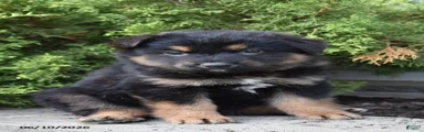 Kora