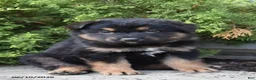 Mixed Breed dogs for sale: Kora - Ad 1