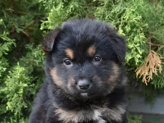 Mixed Breed dogs for sale: Kora - Ad 1