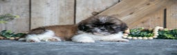 Shih Tzu dogs for sale: Elliot - Ad 2