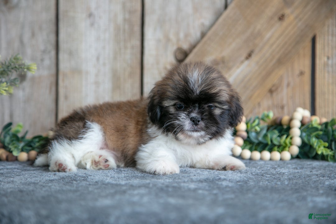 Shih Tzu dogs for sale: Elliot - Ad 2
