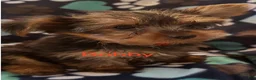 Yorkshire Terrier dogs for sale: Bobby Male - Ad 1
