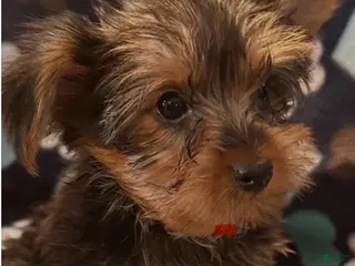 Yorkshire Terrier dogs for sale: Bobby Male - Ad 2
