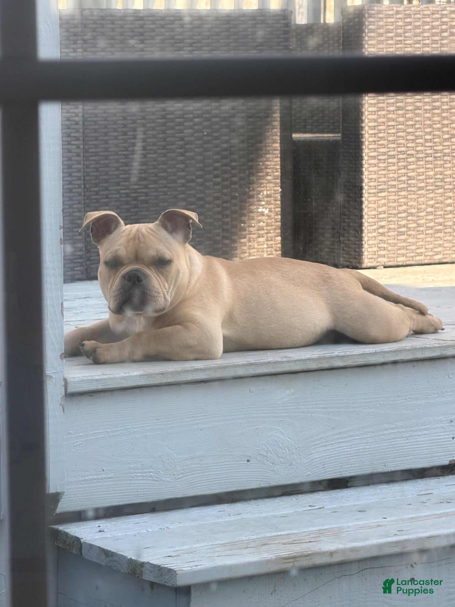 American Bully dogs Bully - Ad 24