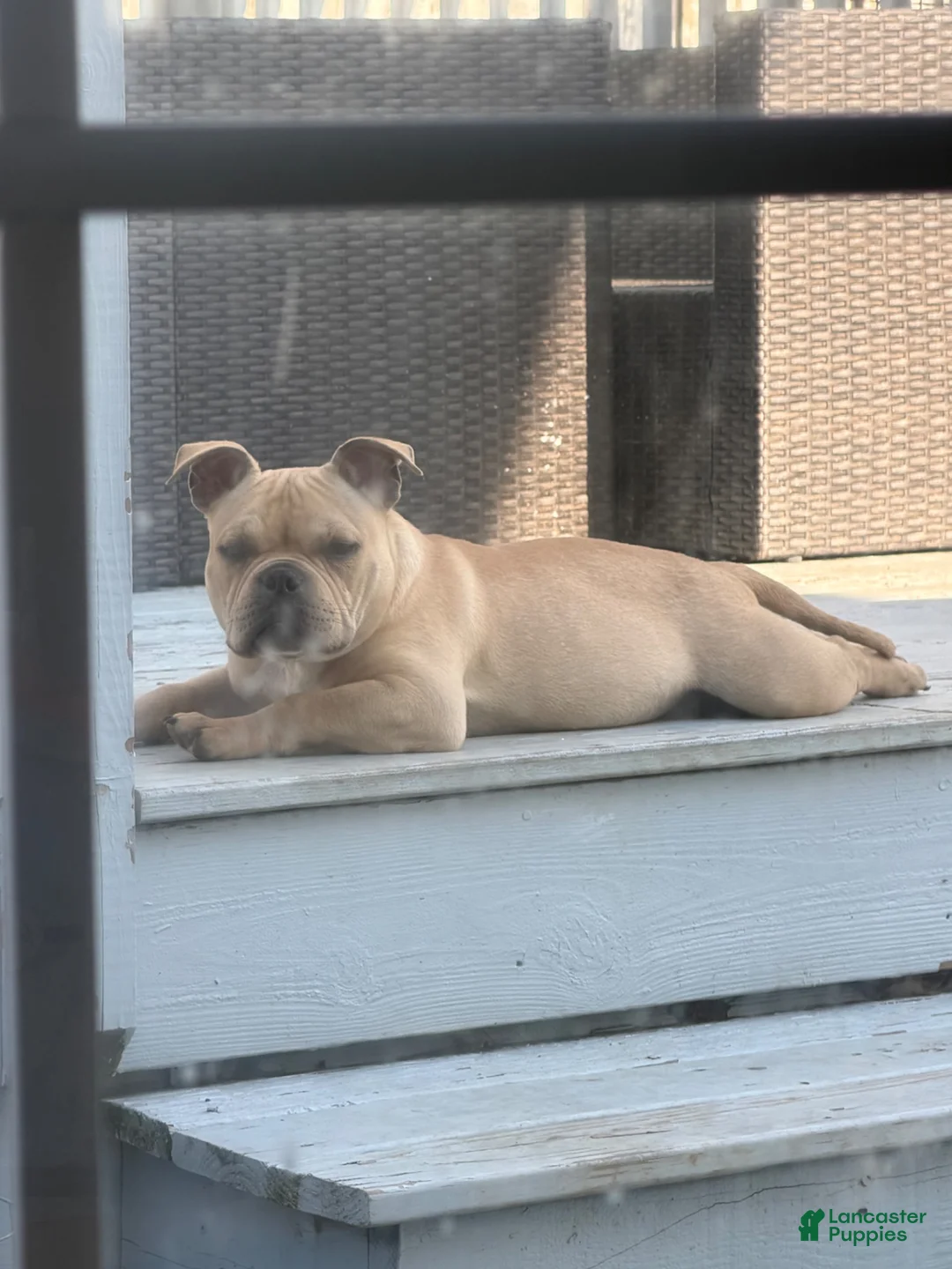 American Bully dogs for stud: Bully - Ad 1