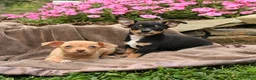 Chihuahua dogs for sale: Oatmeal - Ad 5