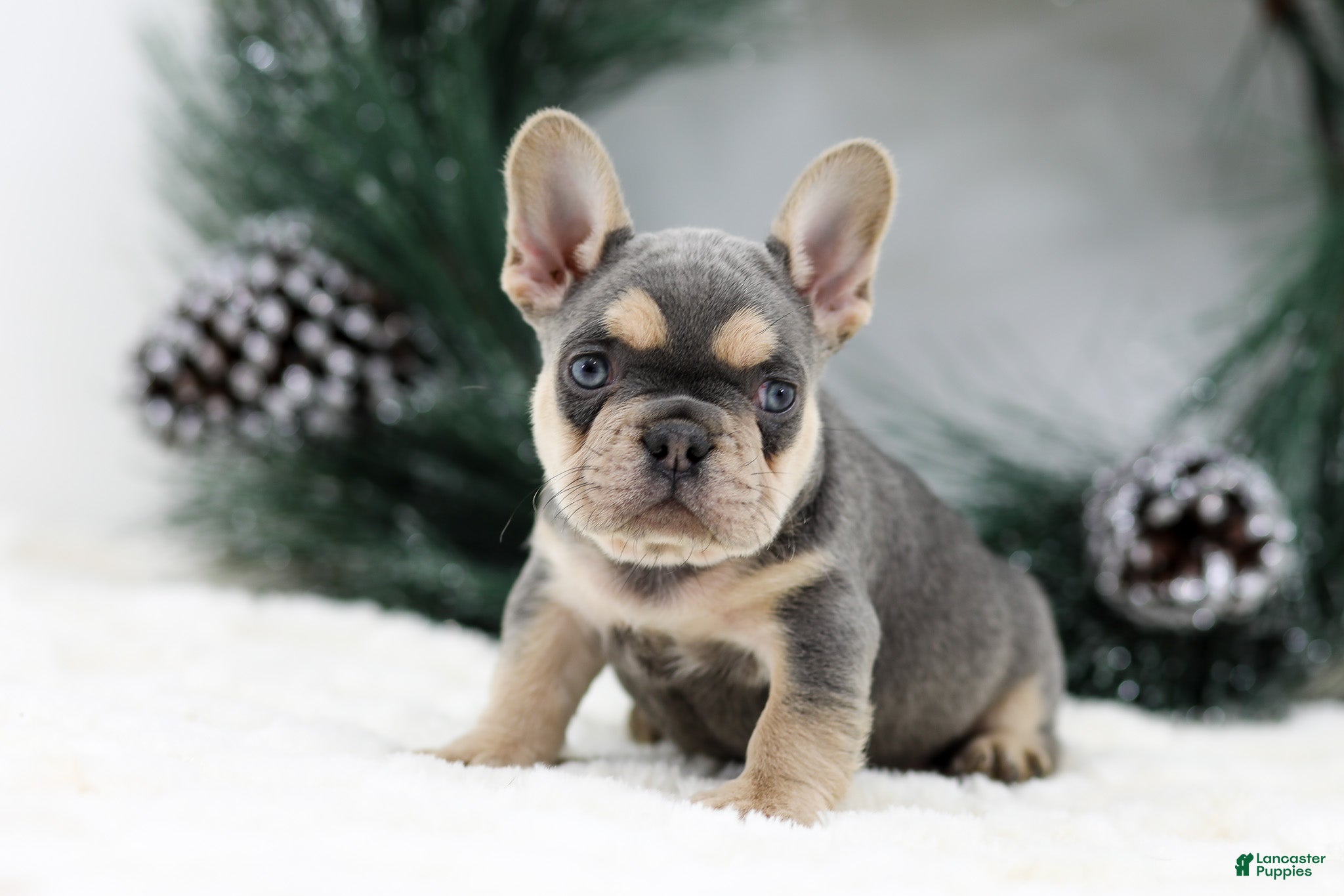 French Bulldog dogs Kasper - Ad 6