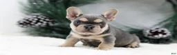 French Bulldog dogs for sale: Kasper - Ad 1
