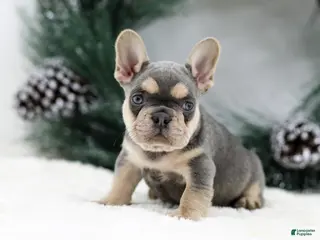 French Bulldog dogs Kasper - Ad 6