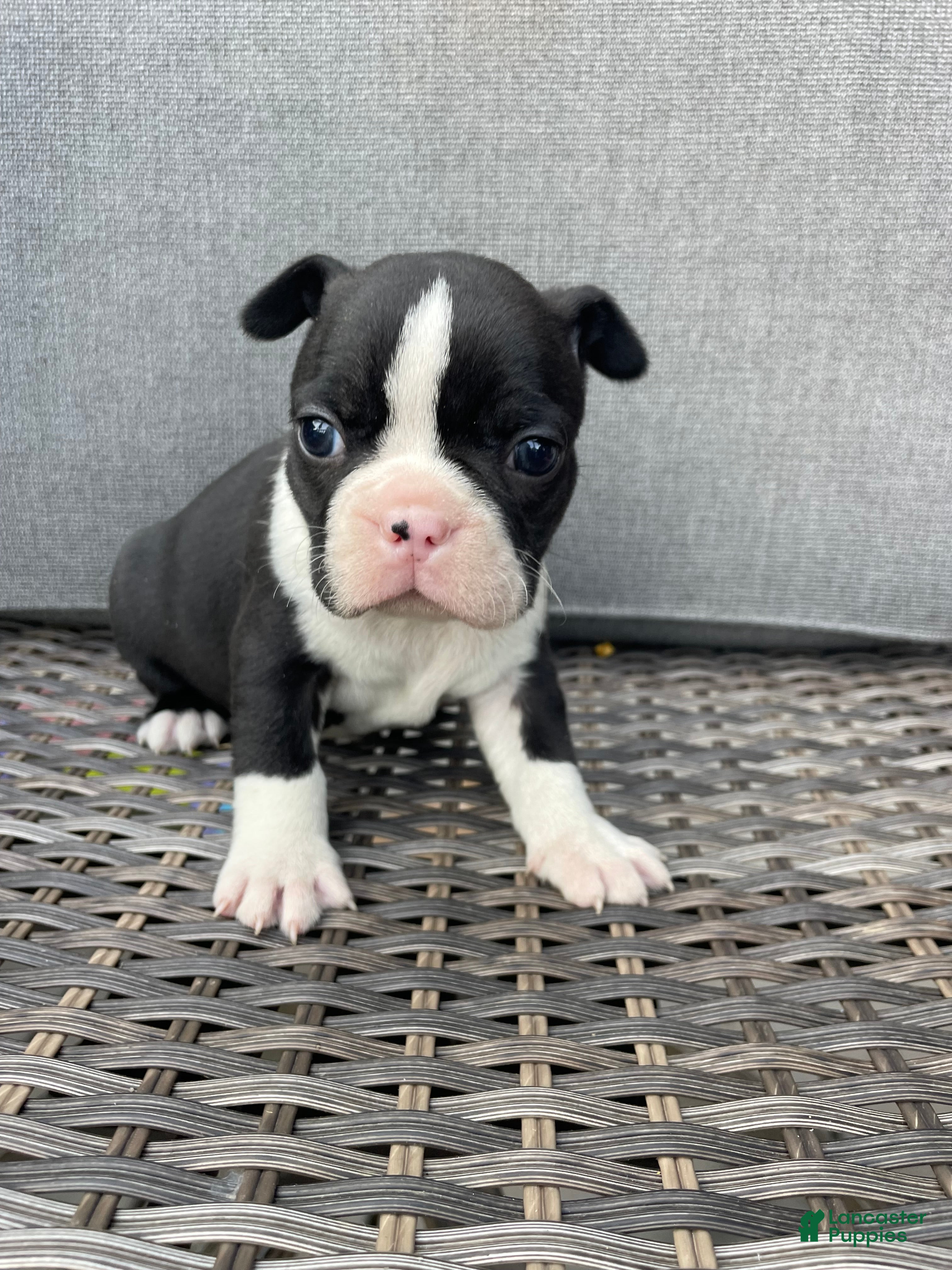 Boston Terrier dogs Boston Terrier 6 - Ad 19