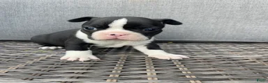 Boston Terrier 6