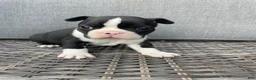 Boston Terrier dogs for sale: Boston Terrier 6 - Ad 1