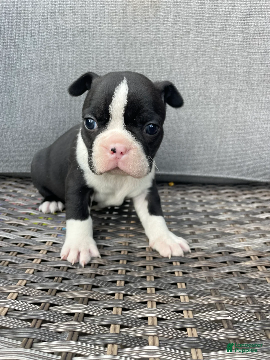 Boston Terrier dogs for sale: Boston Terrier 6 - Ad 1
