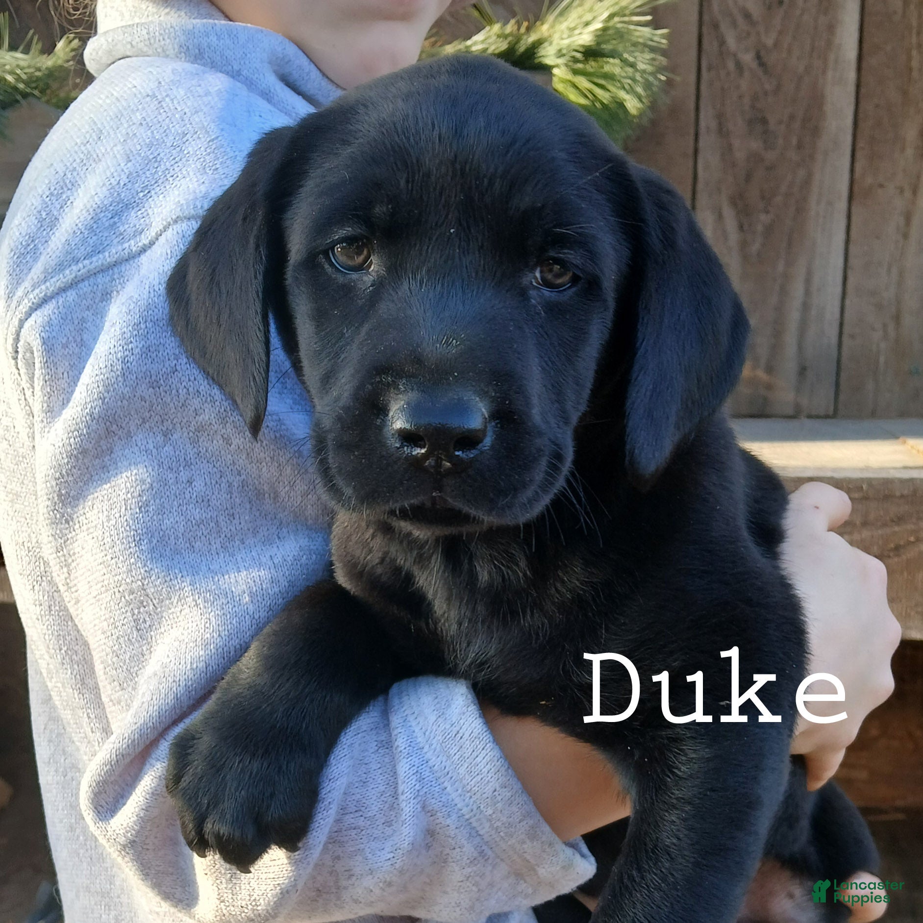 Labrador Retriever dogs DUKE - Ad 2