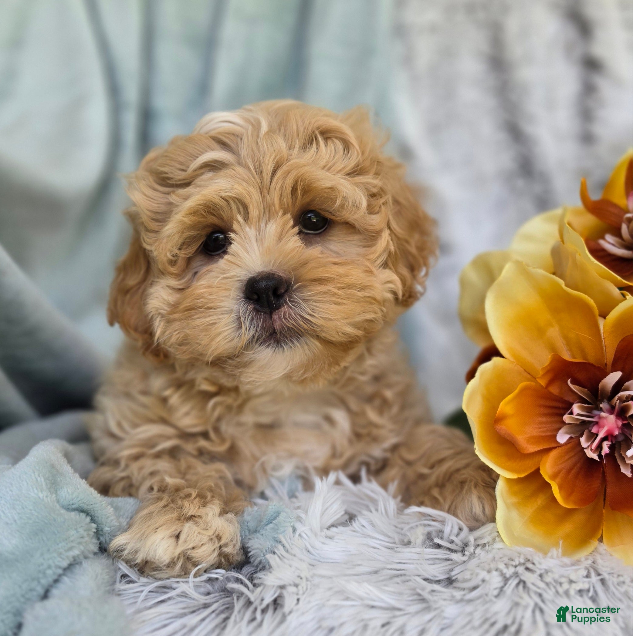 Shihpoo dogs Biscuit - Ad 1