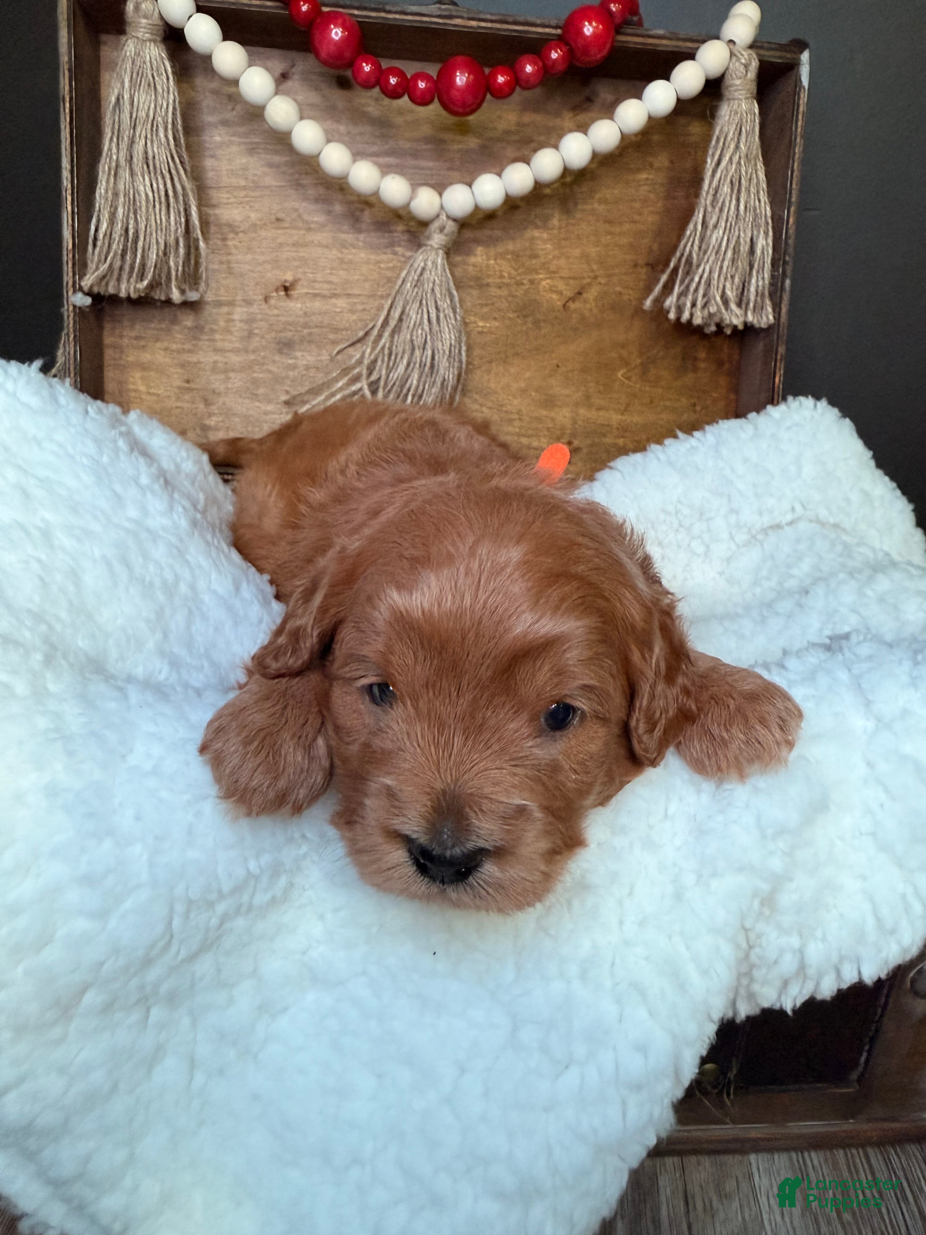 Mini Goldendoodle dogs Mini Goldendoodle Puppy  - Ad 14