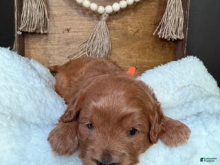 Mini Goldendoodle dogs Mini Goldendoodle Puppy - Ad 5