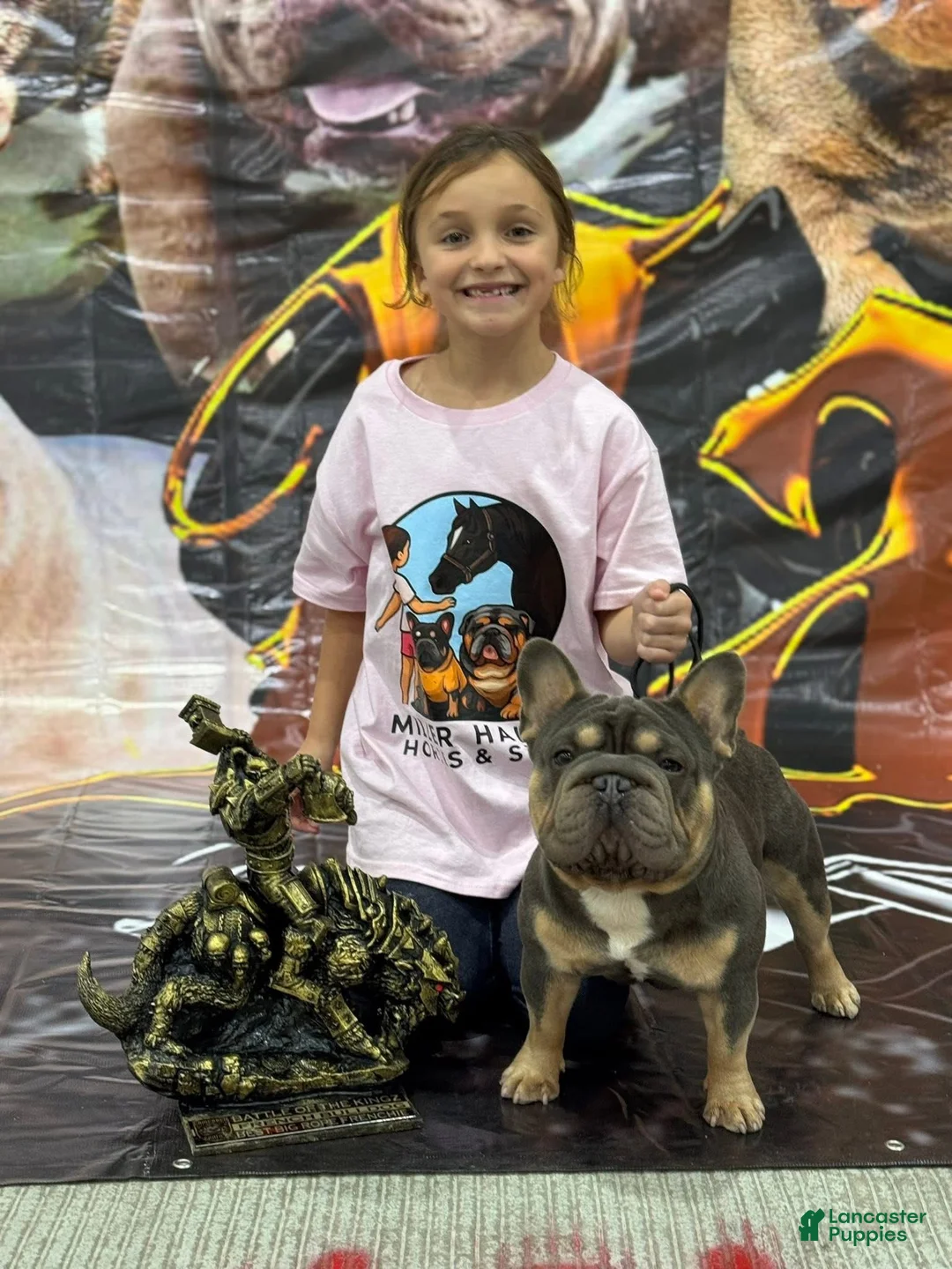 French Bulldog dogs for stud: Mr. Steal Yo Girl “Tinder” Blue  - Ad 11