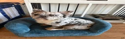 French Bulldog dogs for sale: Euro - Ad 4
