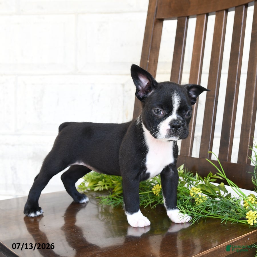 Boston Terrier dogs Inky - Ad 2