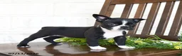 Boston Terrier dogs for sale: Inky - Ad 2