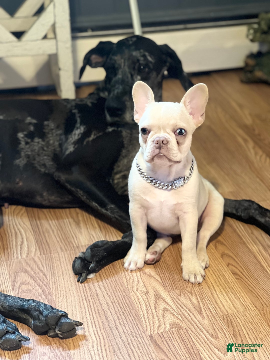 French Bulldog dogs for sale: Koia - Ad 6
