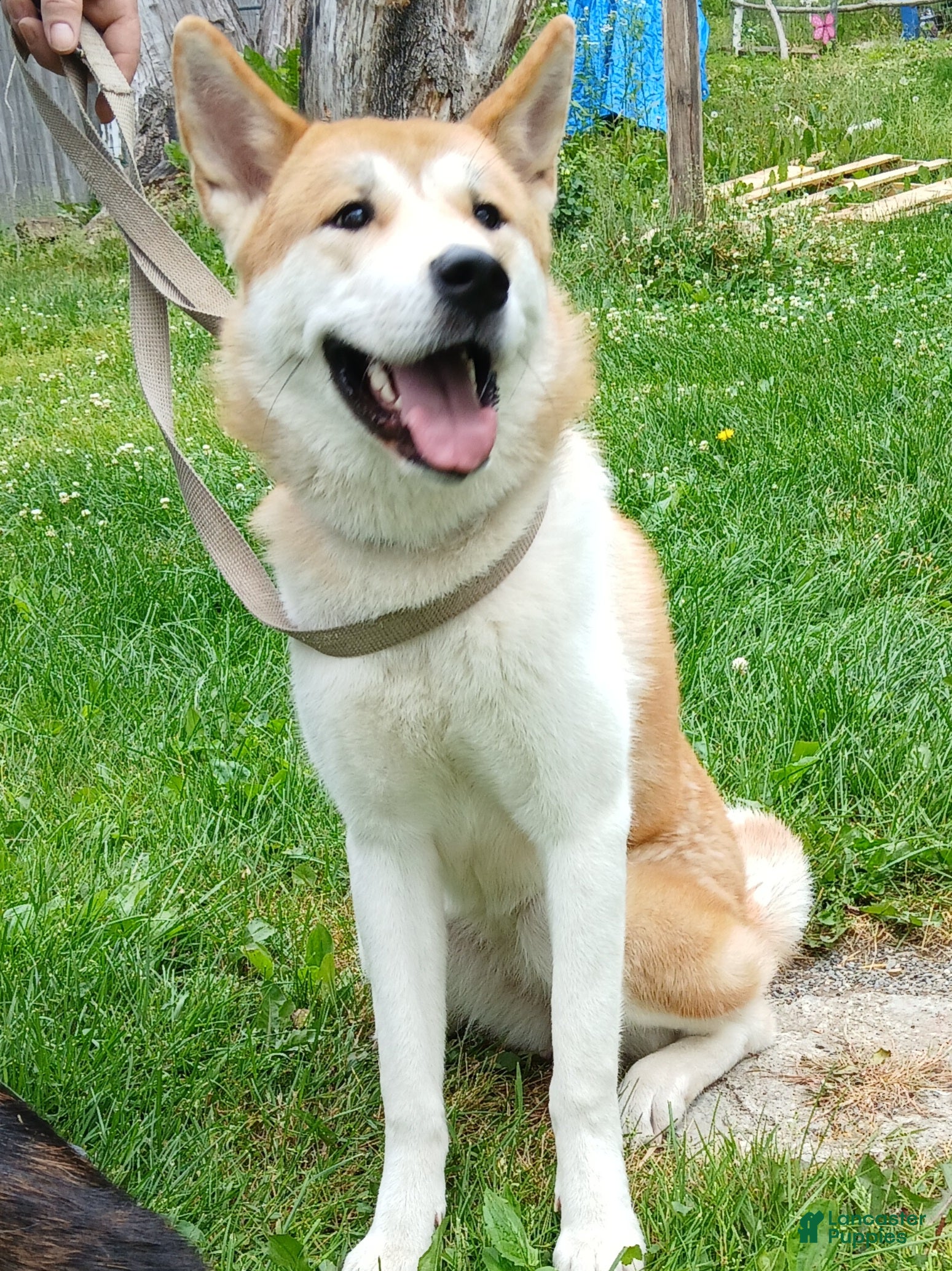 Akita dogs Aries  - Ad 29