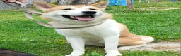 Akita dogs for sale: Aries  - Ad 1